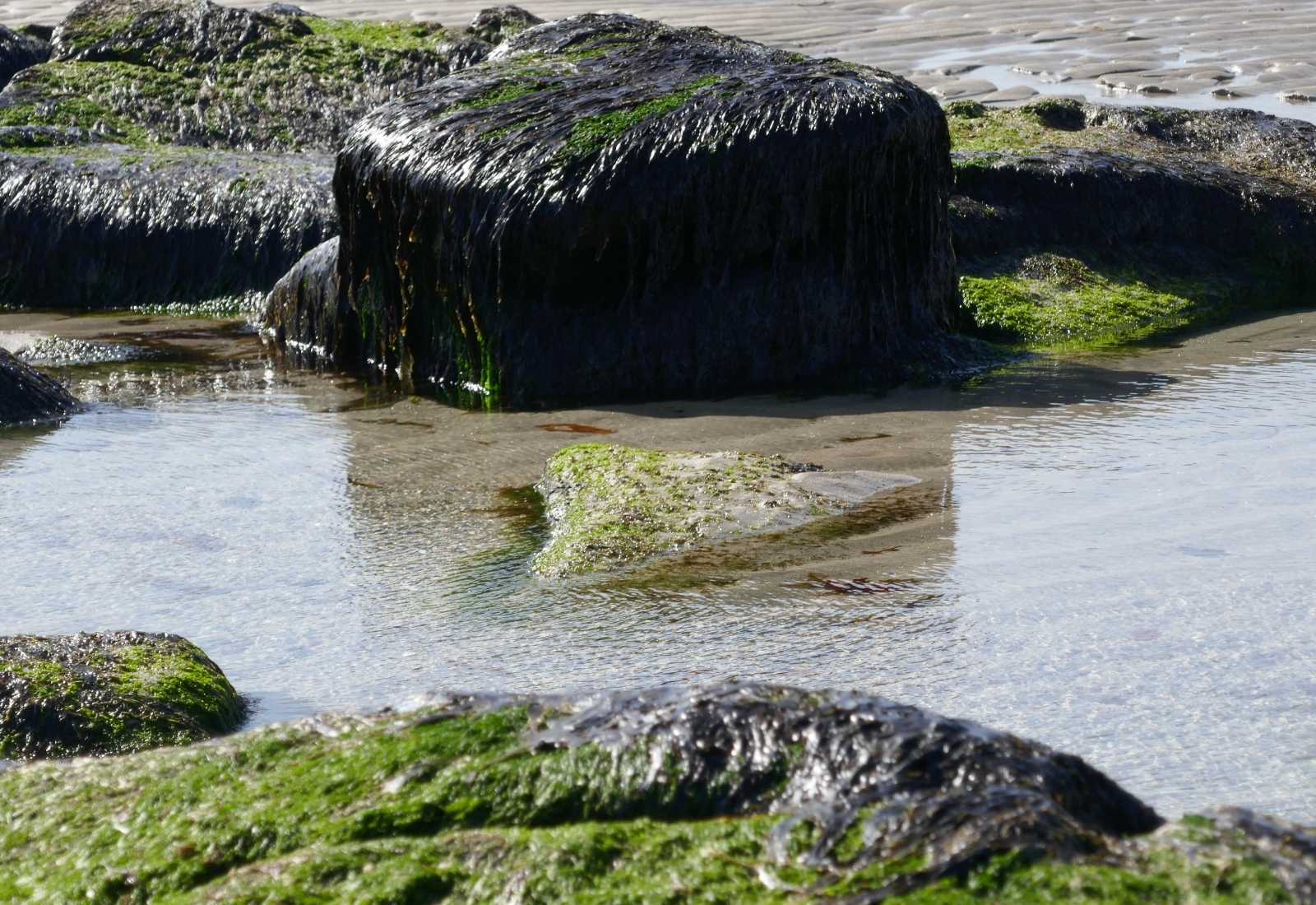 Rochers couverts d'algues vertes dans les flaques de la plage à marée basse sur l'étape de Playa de Niñóns à Ponteceso du Camiño dos Faros
