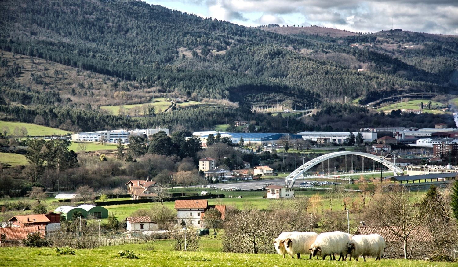 Schafherde auf einer Wiese mit Blick ins Tal, einer weißen Brücke und grünen Bergen auf der Etappe von Gernika-Lumo nach Lezama des Nordwegs.